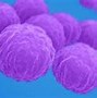 Image result for Chlamydia Trachomatis