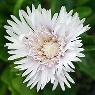 Image result for Stokesia laevis Divinity