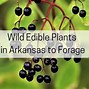 Image result for Wild Vines of Arkansas