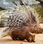 Image result for Baby African Porcupine