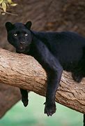 Image result for Panther Pics