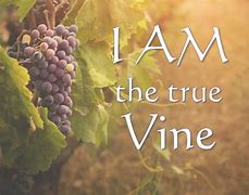 Image result for Jesus I AM the Vine