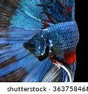 Image result for Betta Fish Background