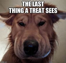 Image result for Dog Treat Meme