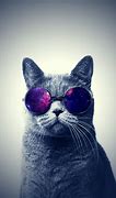 Image result for Cat with Galaxy Glasses Background