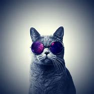 Image result for Cool Colorful Cat