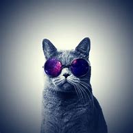 Image result for Cool Cat iPhone Wallpapers