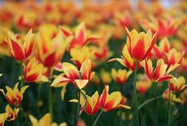 Image result for Striped Tulips