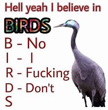 Image result for Bird Leaf Meme