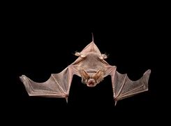 Image result for Tailless Bat