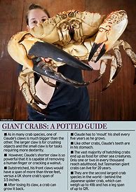 Image result for Biggest Spider Crab in the World