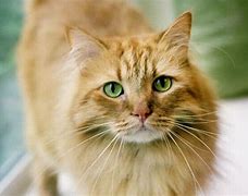 Image result for Diluted Ginger Cat