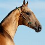 Image result for Best Horse Breed for Racing