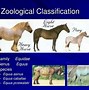 Image result for 10 Most Common Horse Breeds