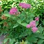 Image result for Spiraea japonica DOUBLE PLAY ARTIST