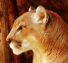 Image result for Golden Panther