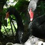 Image result for Cisne Negro