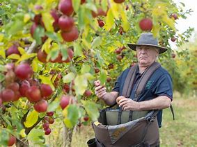 Image result for Fruit Picking 100 Yeal Old