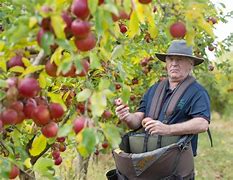 Image result for Hand Picking Fruit