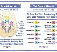 Image result for Cranial Nerves List Mnemonic