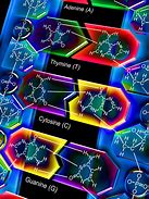 Image result for Nucleic Acid Structure