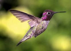 Image result for colibr�