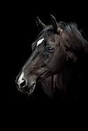 Image result for Black Horse Portrait
