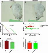 Image result for White Mouse Lifespan