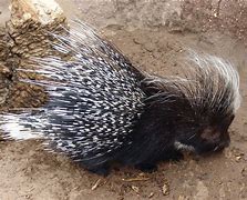 Image result for Giant African Porcupine