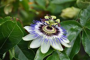 Image result for Exotic Plants