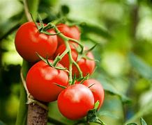 Image result for tomato