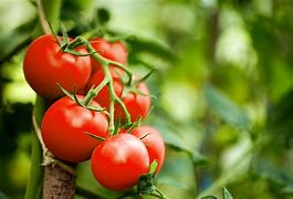 Image result for Tomato