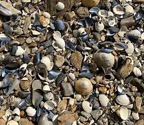 Image result for Coquillage Rainets