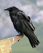Image result for Fat Raven Bird