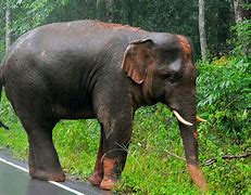 Image result for What Country Is the Largest Elephant From