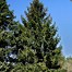 Image result for Picea engelmanii Hobo