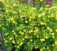 Image result for Indoor Lemon Tree Care