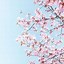 Image result for Cherry Blossom Phone Wallpaper