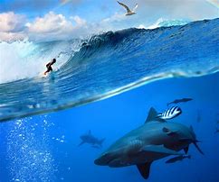 Image result for Surfing