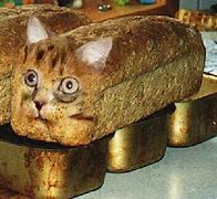 Image result for Cursed Cat Loaf