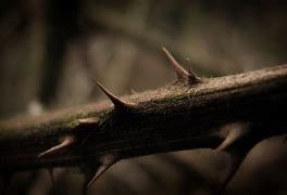 Image result for Cool Thorns