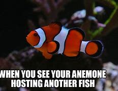 Image result for Finding Nemo Anemone Meme