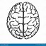 Image result for Head and Brain Outline