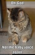 Image result for Mean Cat Funny