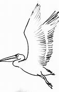 Image result for Pelican Flying Drawing