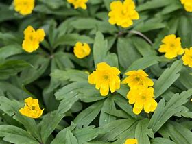Image result for Anemone ranunculoides Sioux