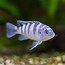 Image result for Peacock African Cichlid Fish