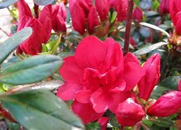 Image result for Rhododendron (AJ) Moederkensdag