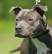 Image result for Different Types of Pitbull Dogs