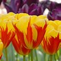 Image result for Holland Tulip Bulbs